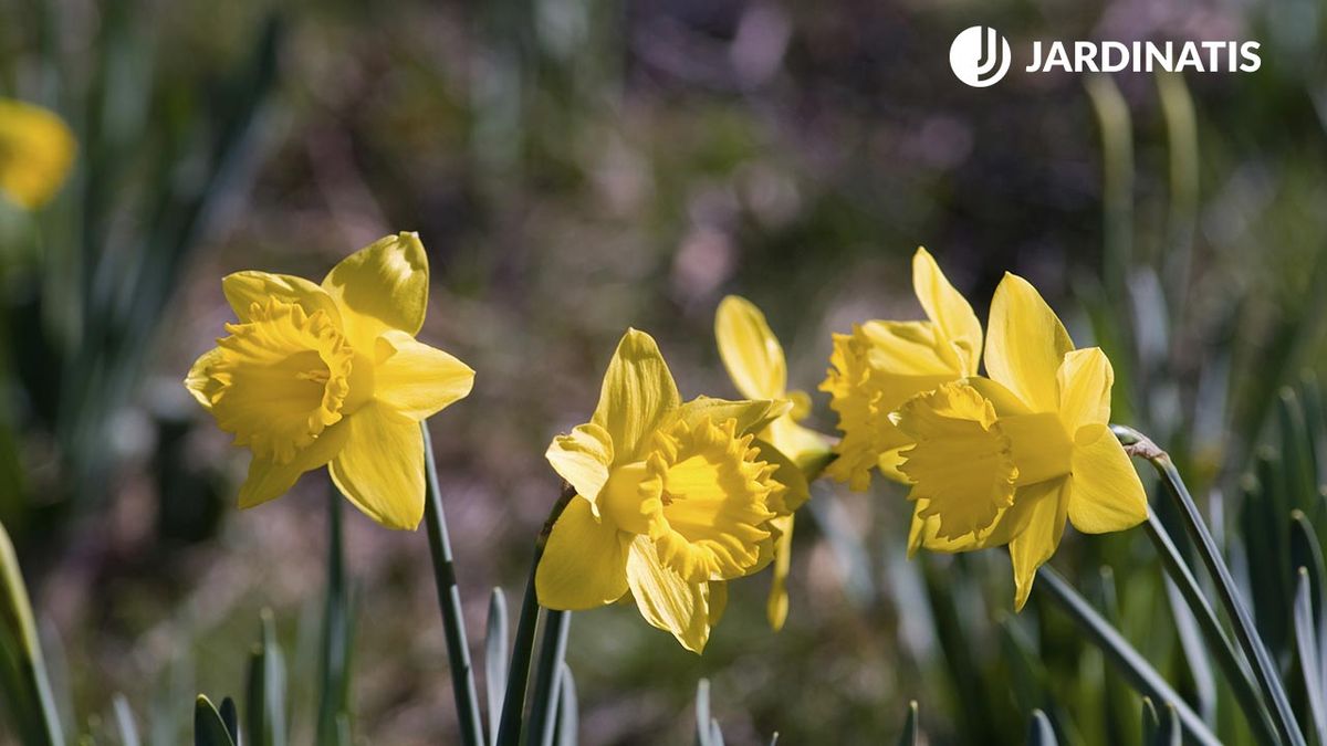 jardin de narcisos xl deco jardin 16