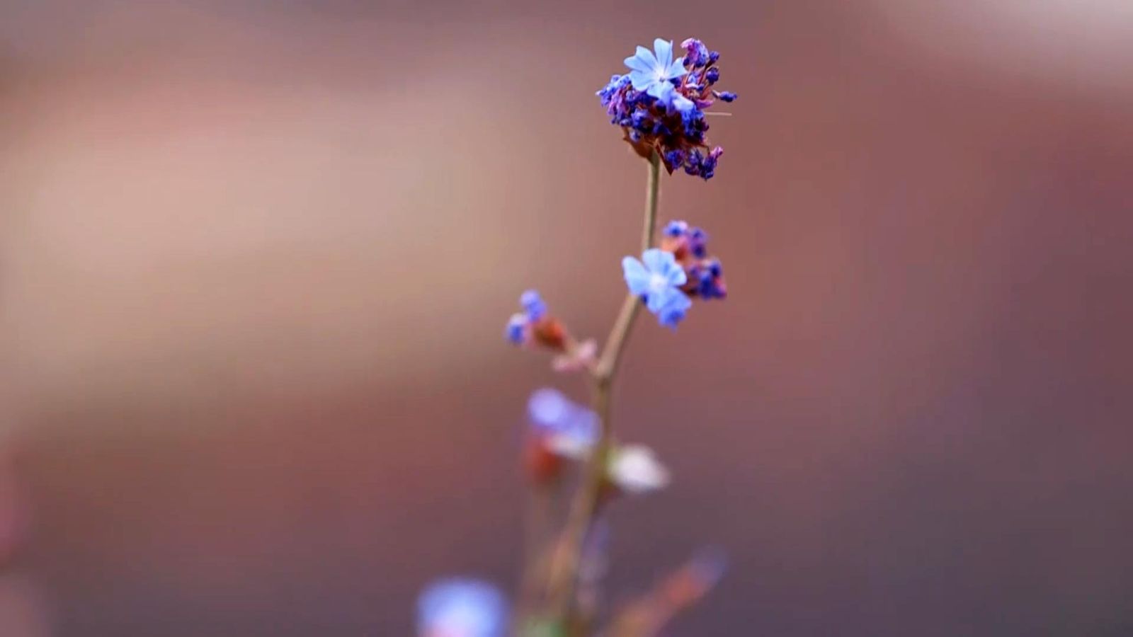974 jardineria flor azul