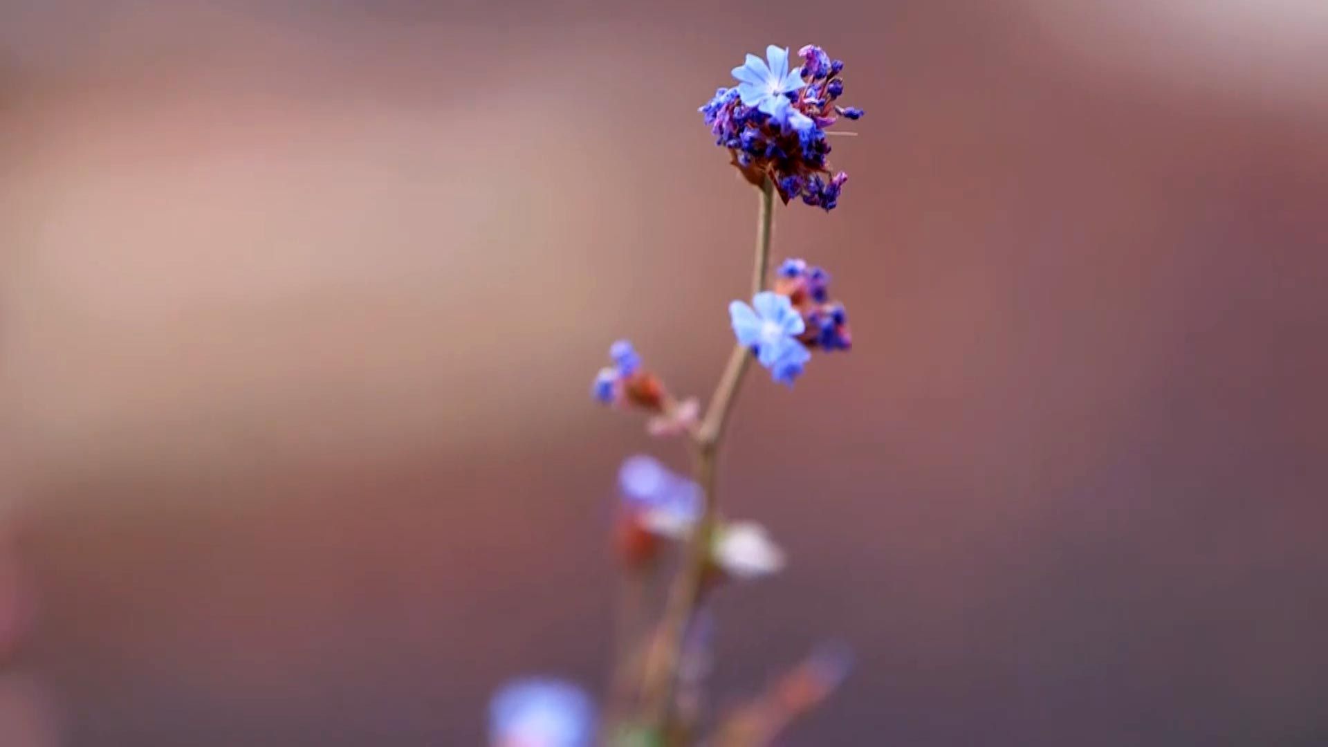 974 jardineria flor azul