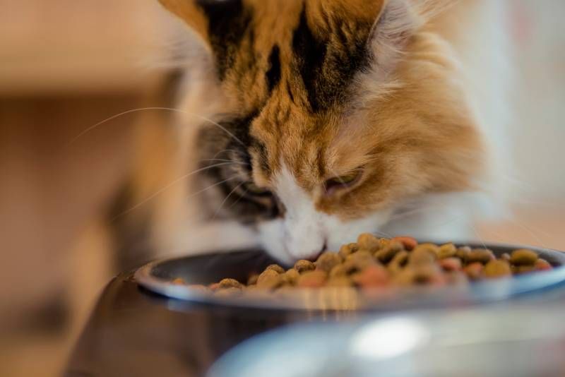 Una vez el felino es castrado surgen problemas relacionados con el tracto urinario.