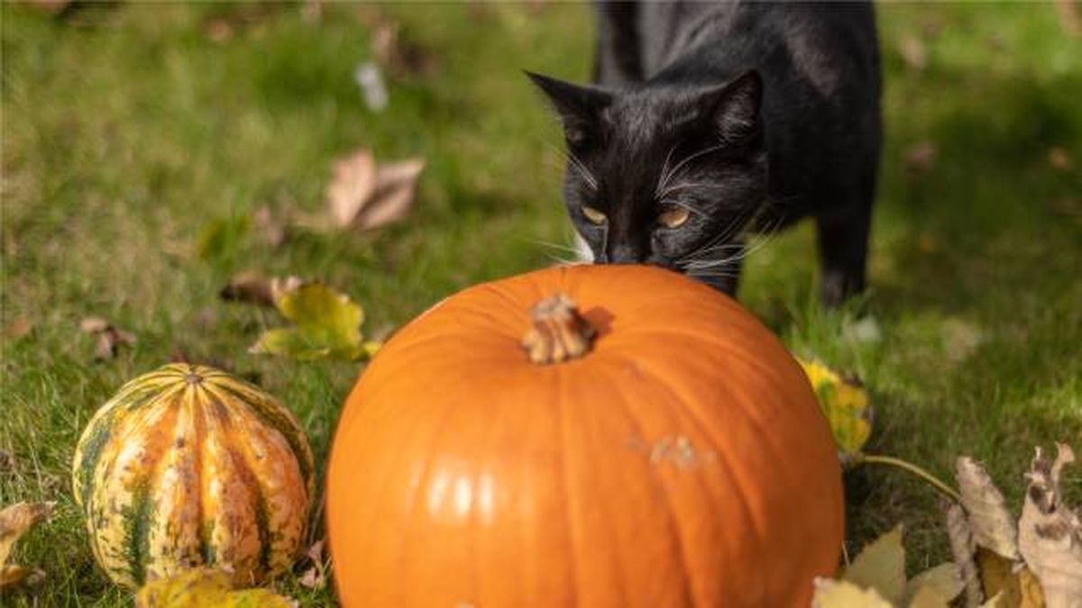 La calabaza no es tóxica para gatos y la zanahoria tampoco.