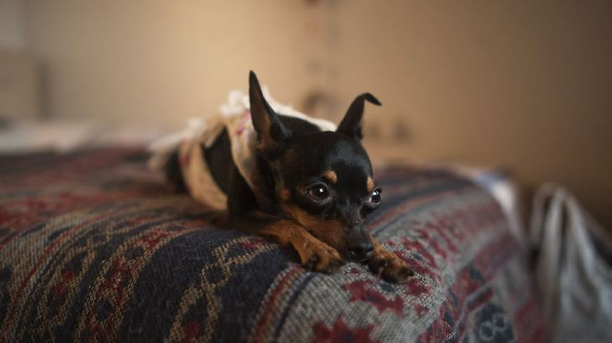 mi perro vomita amarillo 2