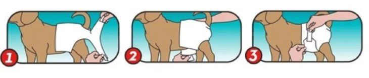 panales para perros instrucciones 4