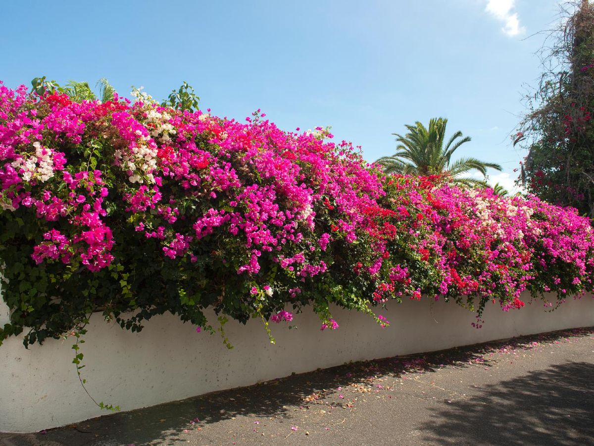 Exterior de una casa mediterránea con un seto de buganvillas.