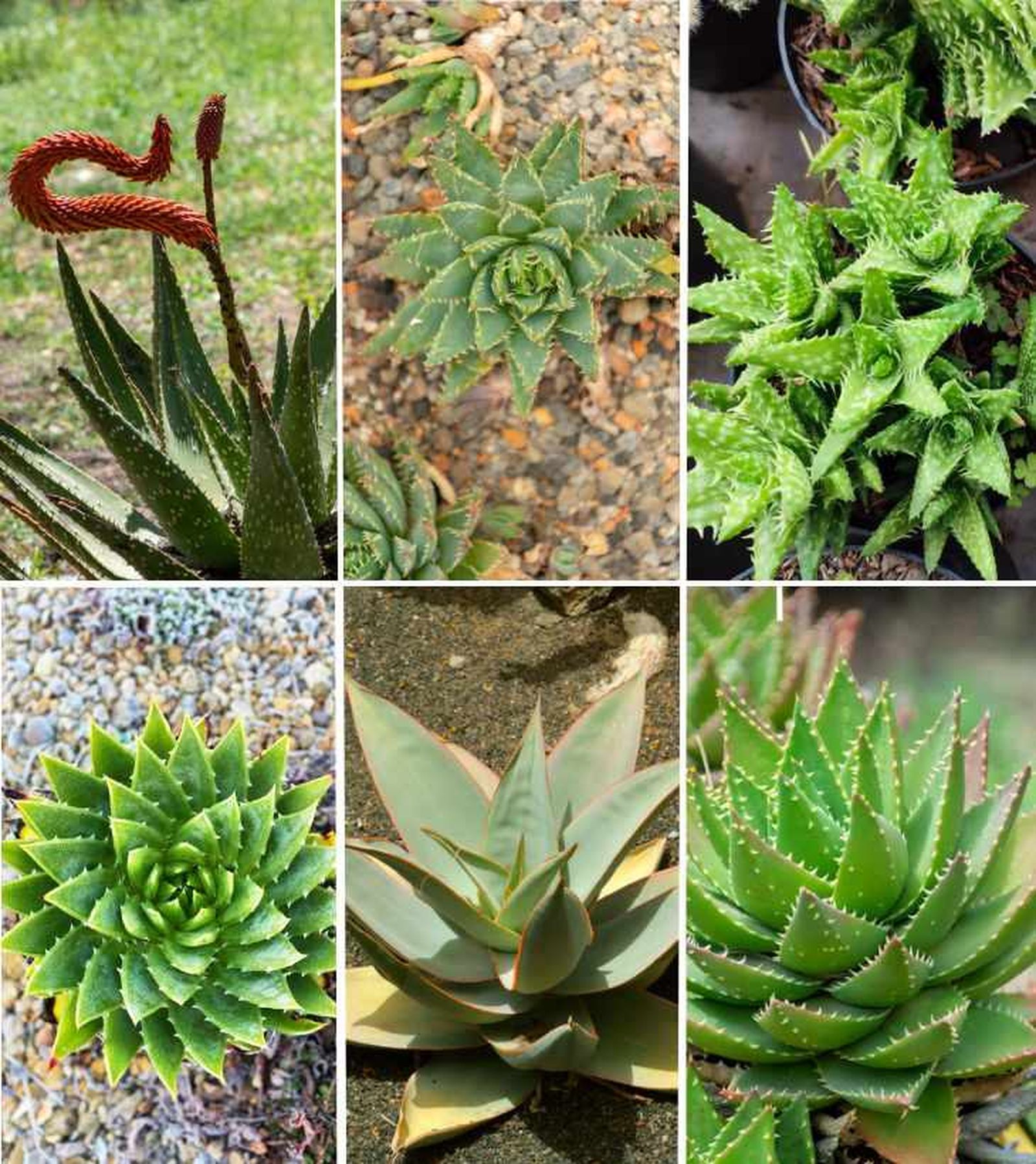 variedades de aloe