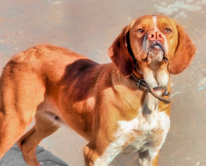 Un perro que se caracteriza por tener una nariz bífida o bifurcada.
