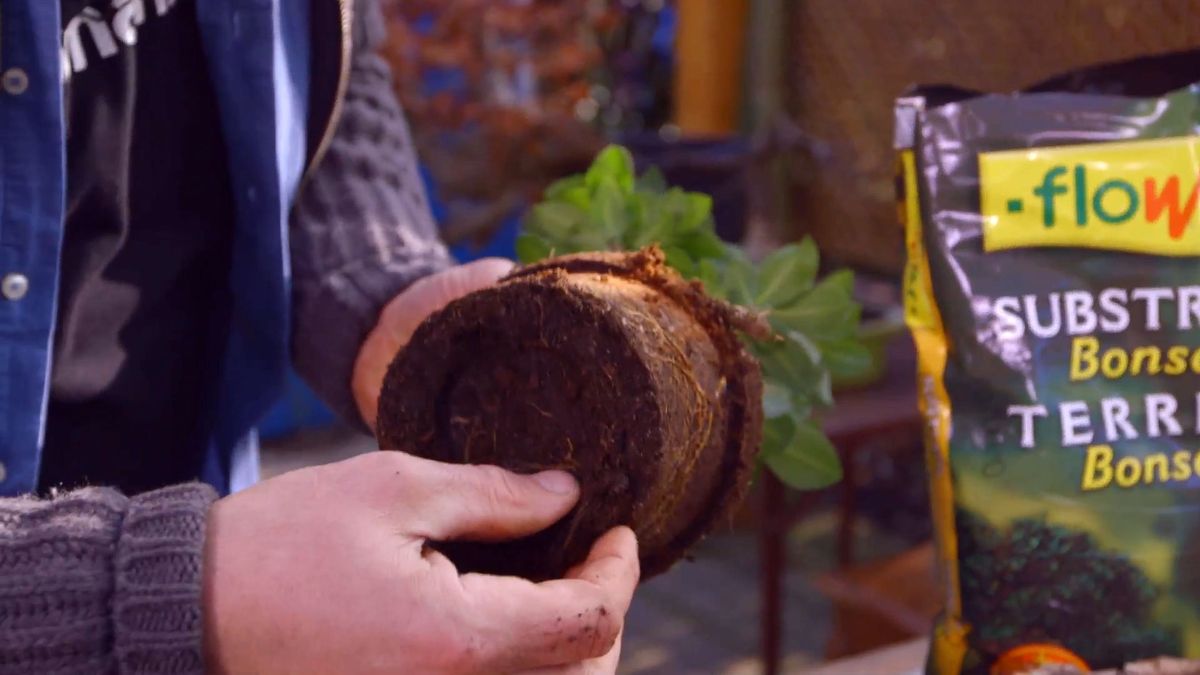 brico 0897 jardineria como crear micro paisaje paso 3