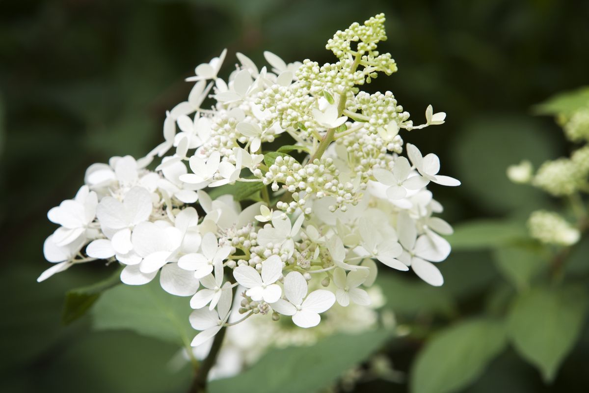 Hydrangea paniculata 02