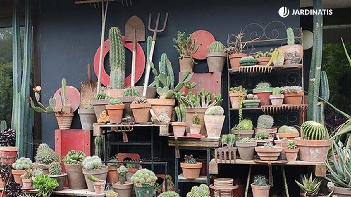 coleccion cactus inigo segurola cactus san pedro