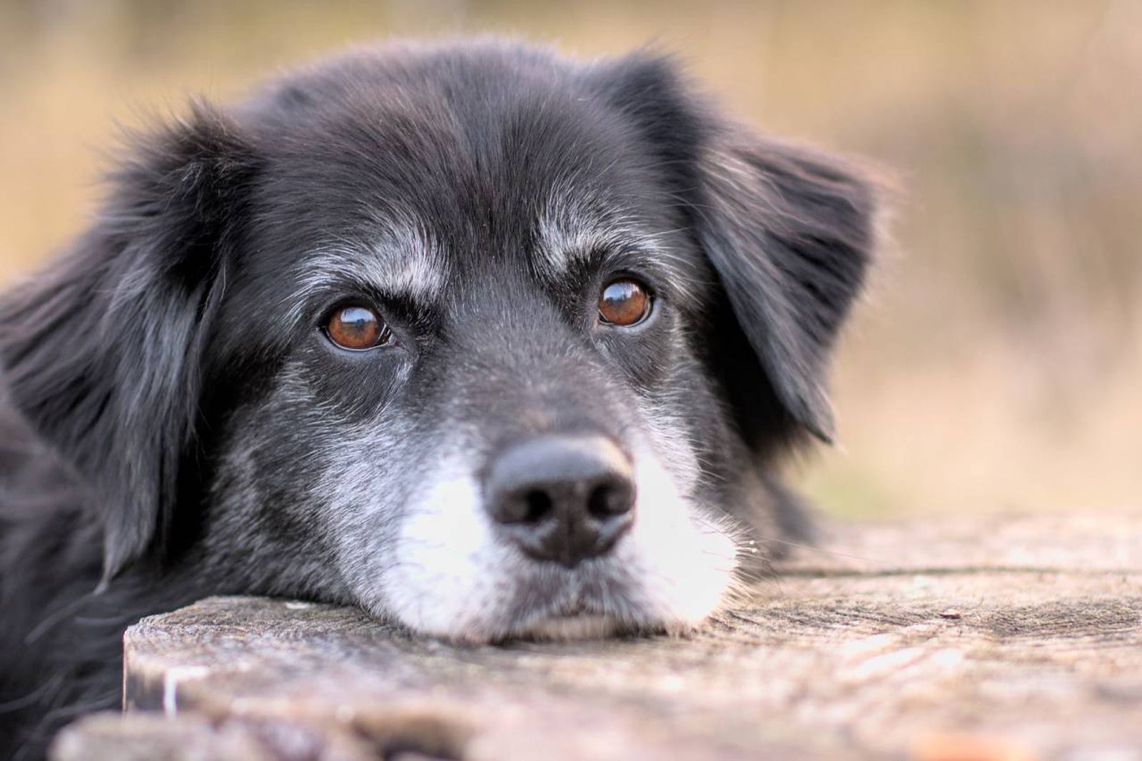 ¿Cuándo se considera que un perro es mayor? ¿A los 7, a los 10, a los 14?
