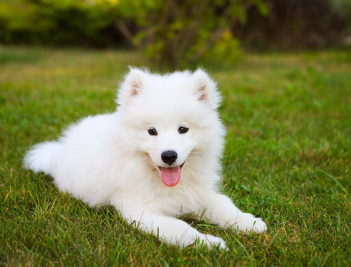 perroz razas samoyedo4