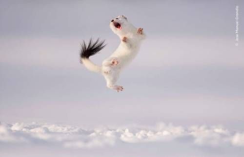 Twist and Jump.