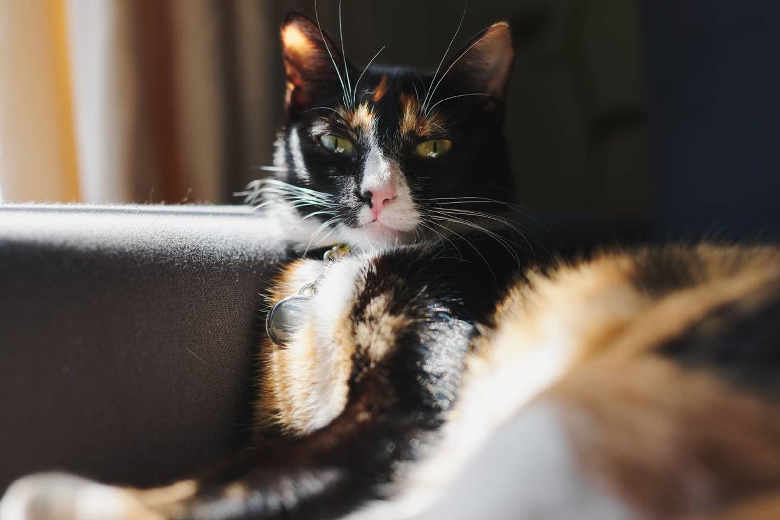 El pelaje de los gatos calicó se compone de tres colores: blanco, negro y naranja.