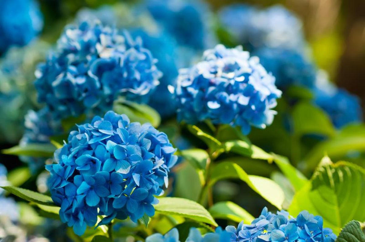 Hortensias de flores azules