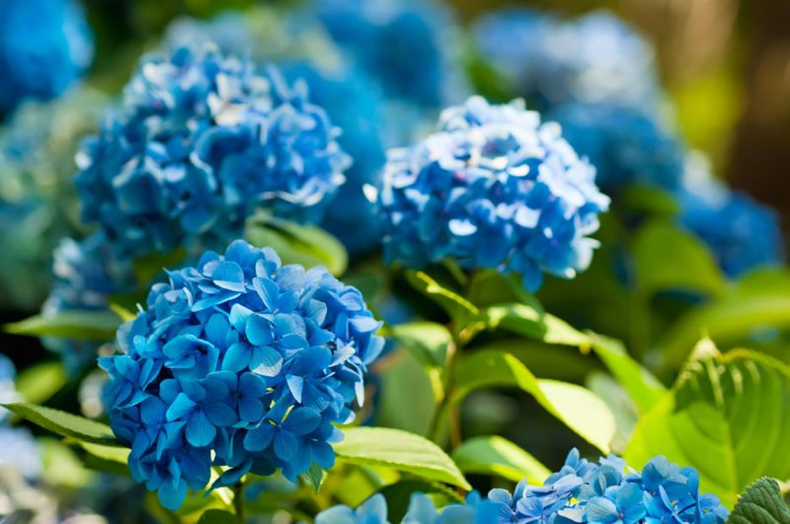 Hortensias de flores azules