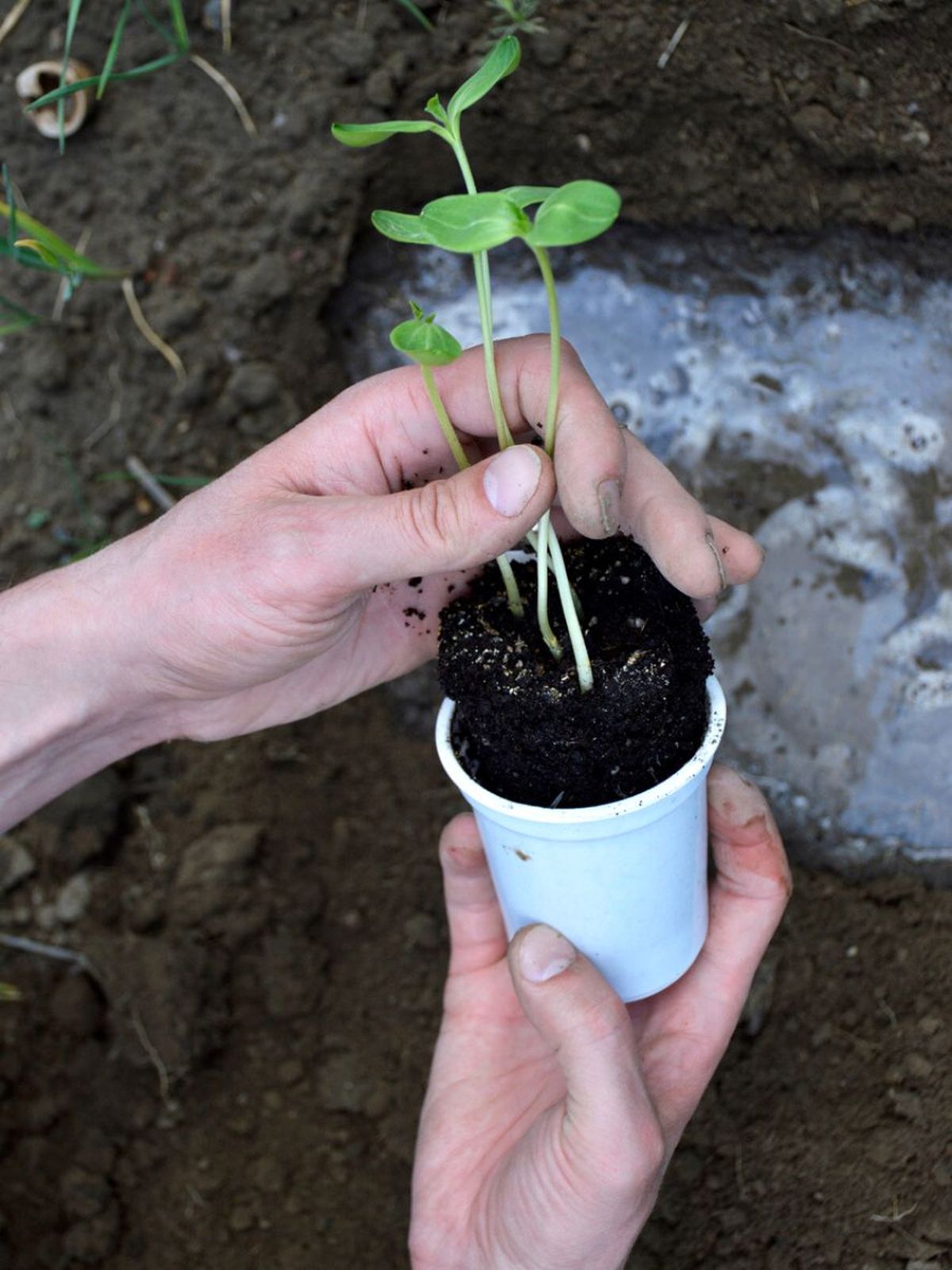 plantar plantula de melon