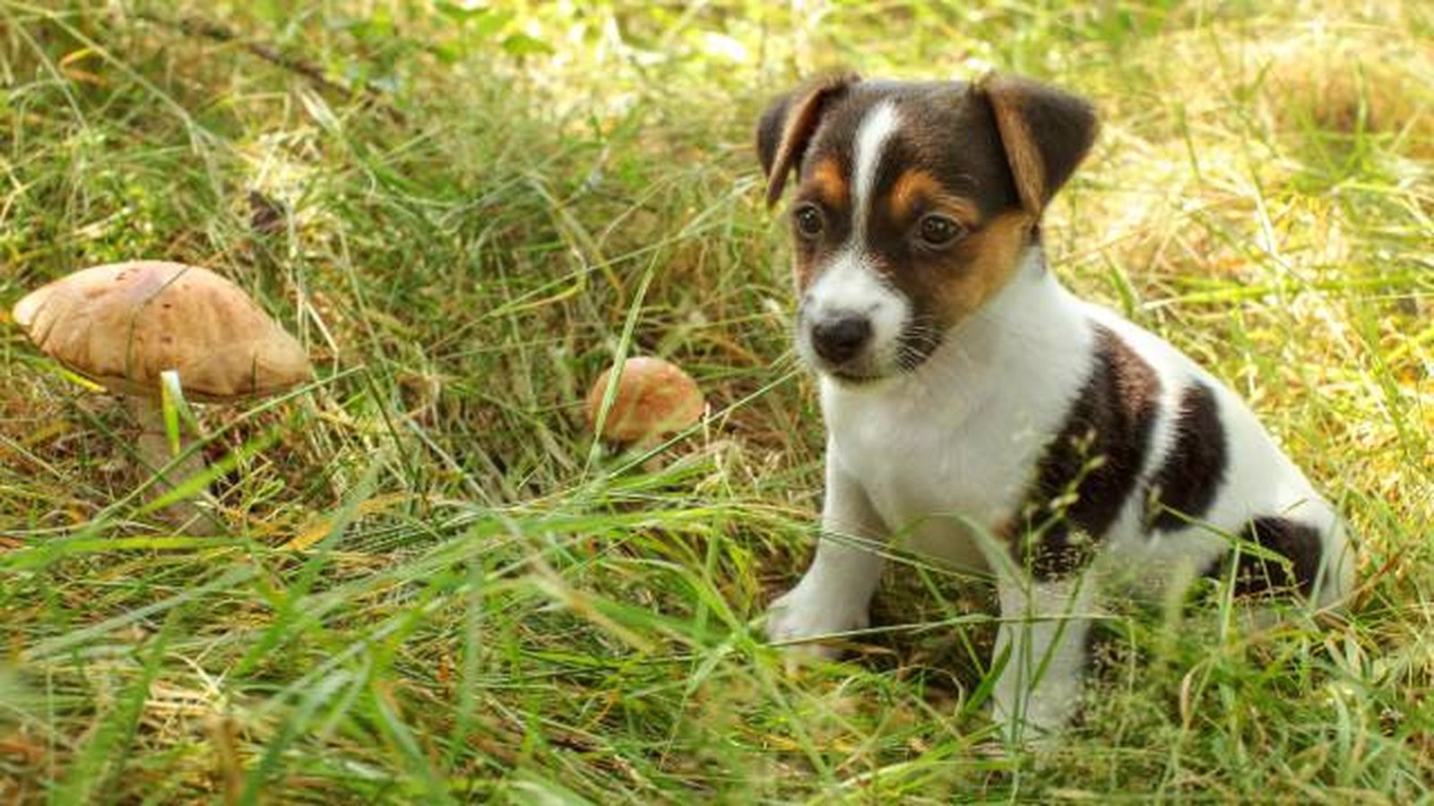 precacuciones perros peligro setas venenosas