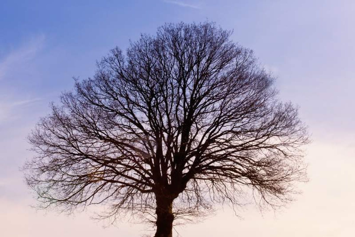 dormancia se activa gracias al reloj biológico interno de las plantas