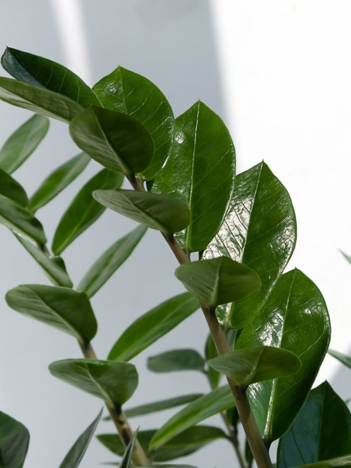 caracteristicas hojas de la zamioculca planta zz