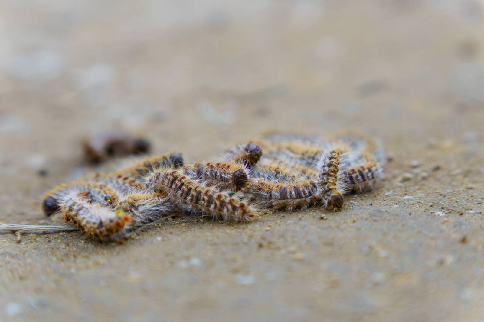 La conocida aplicación móvil Doguify ofrece una solución muy efectiva ante las orugas.