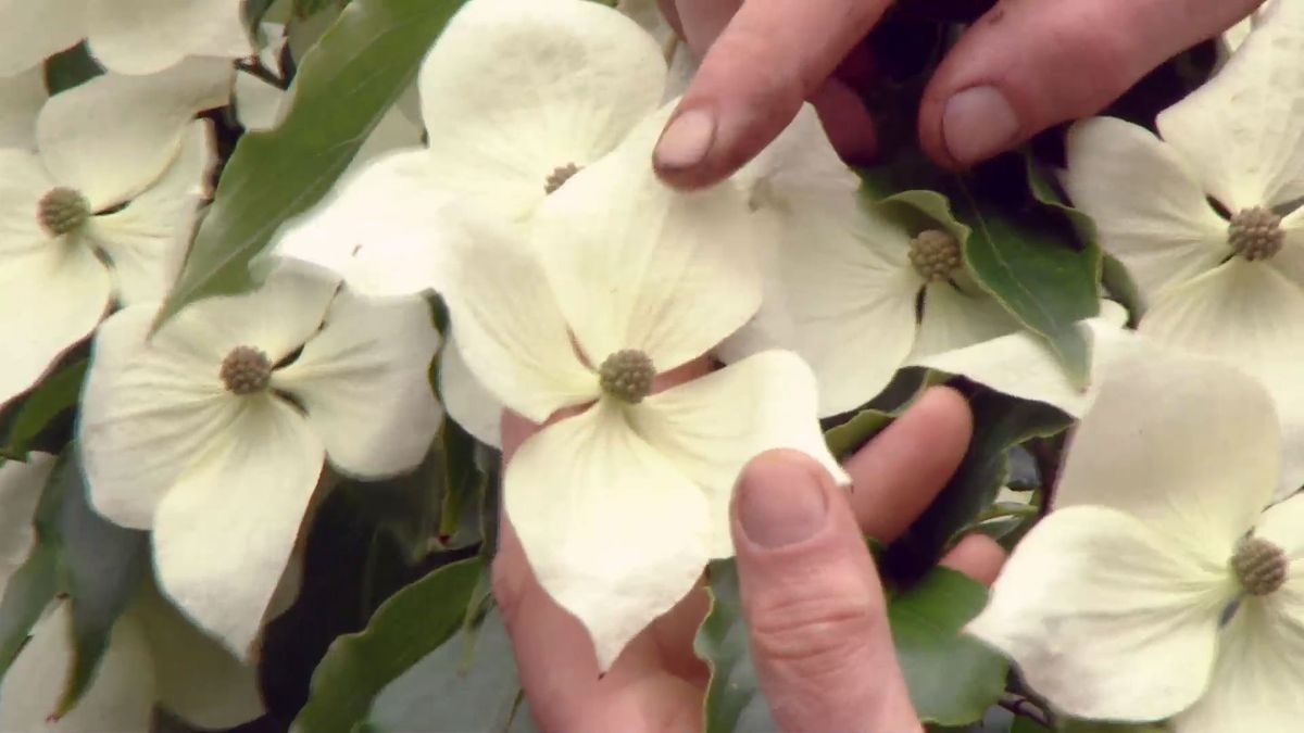 deco 698 cornus kousa flor