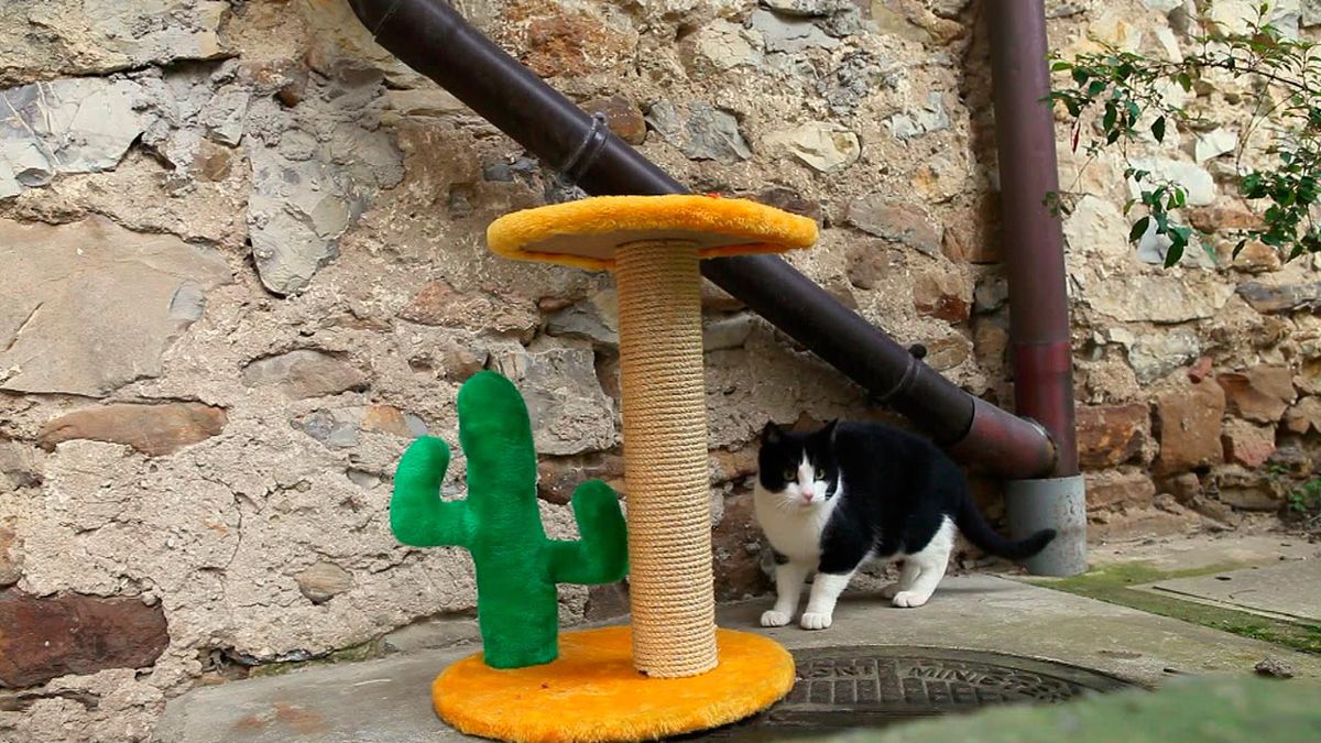 Arreglar un rascador de gato paso 9