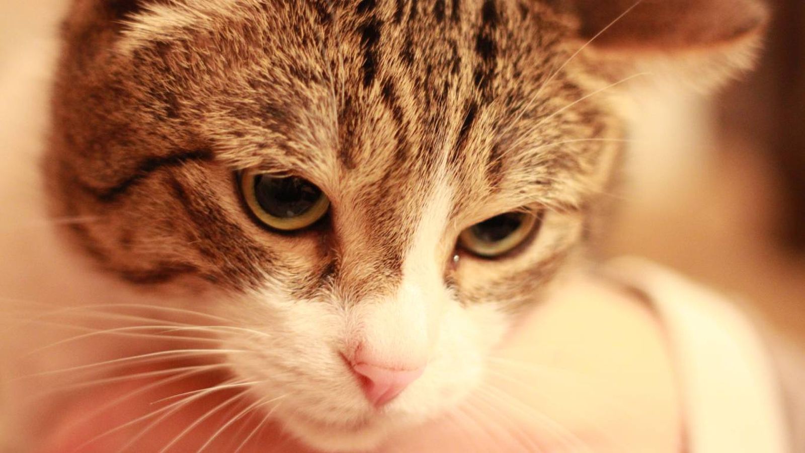 Es un síntoma que aparece cuando algo irrita las vías respiratorias.