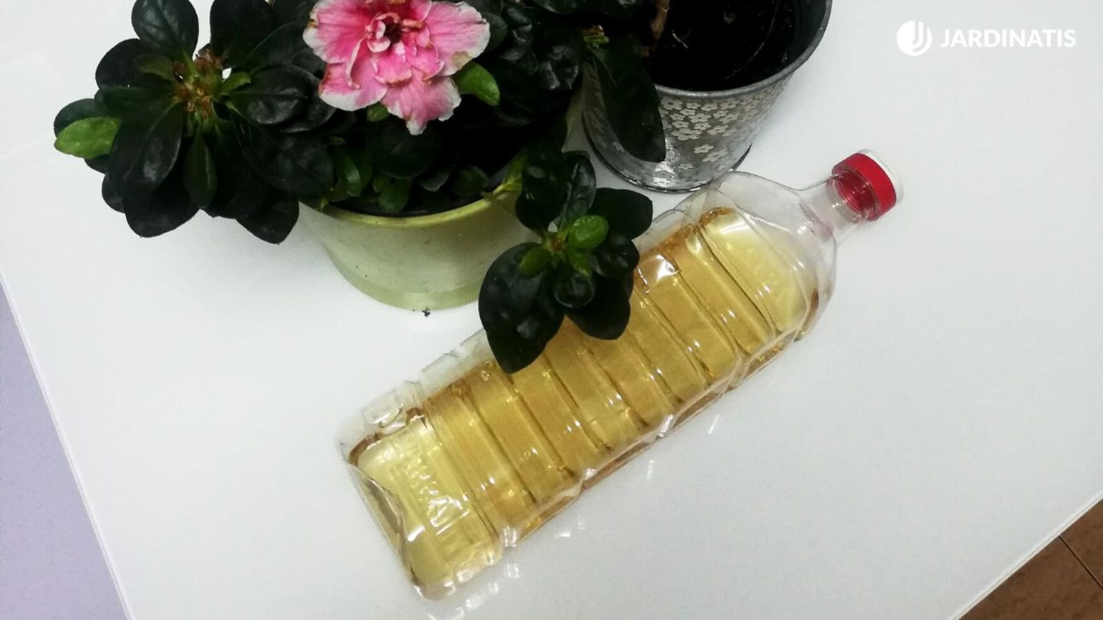 vinagre insecticida plantas