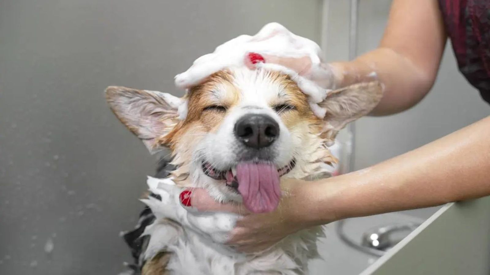 cada cuanto se bana a un perro ok