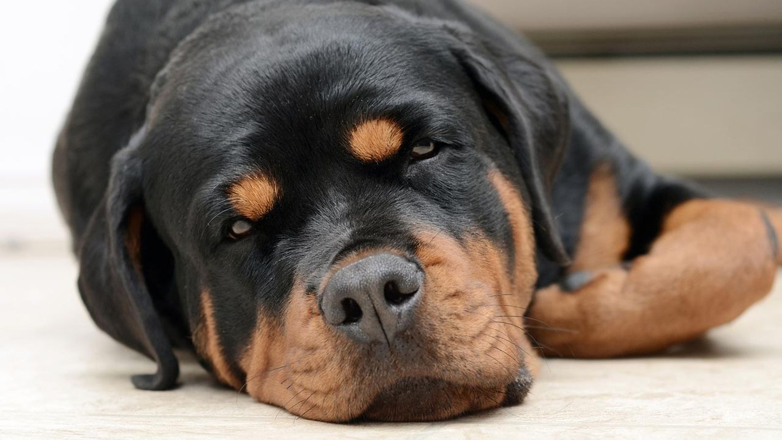 linfoma en nuestras mascotas portada