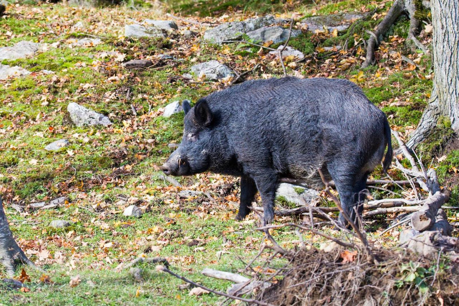 Las decisiones sobre la conservación y el manejo de la fauna pueden tener consecuencias inesperadas.