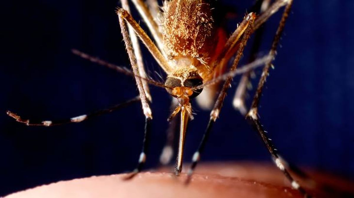 cuantos dientes tiene un mosquito peligros