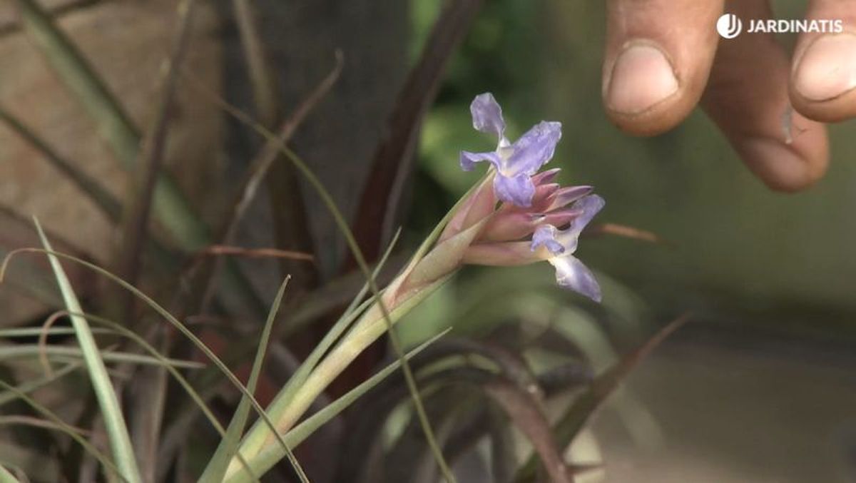 Flor de Tillandsia