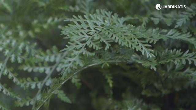 Asplenium parvati