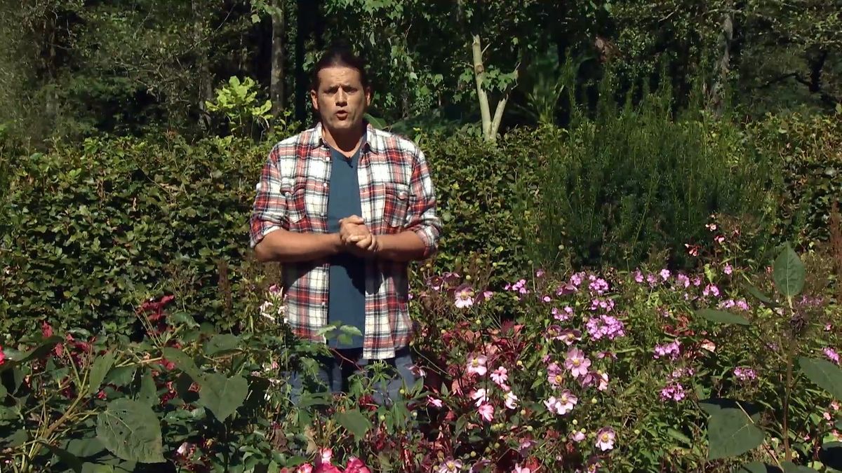 deko 0707 jardineria anemona japonica inicio