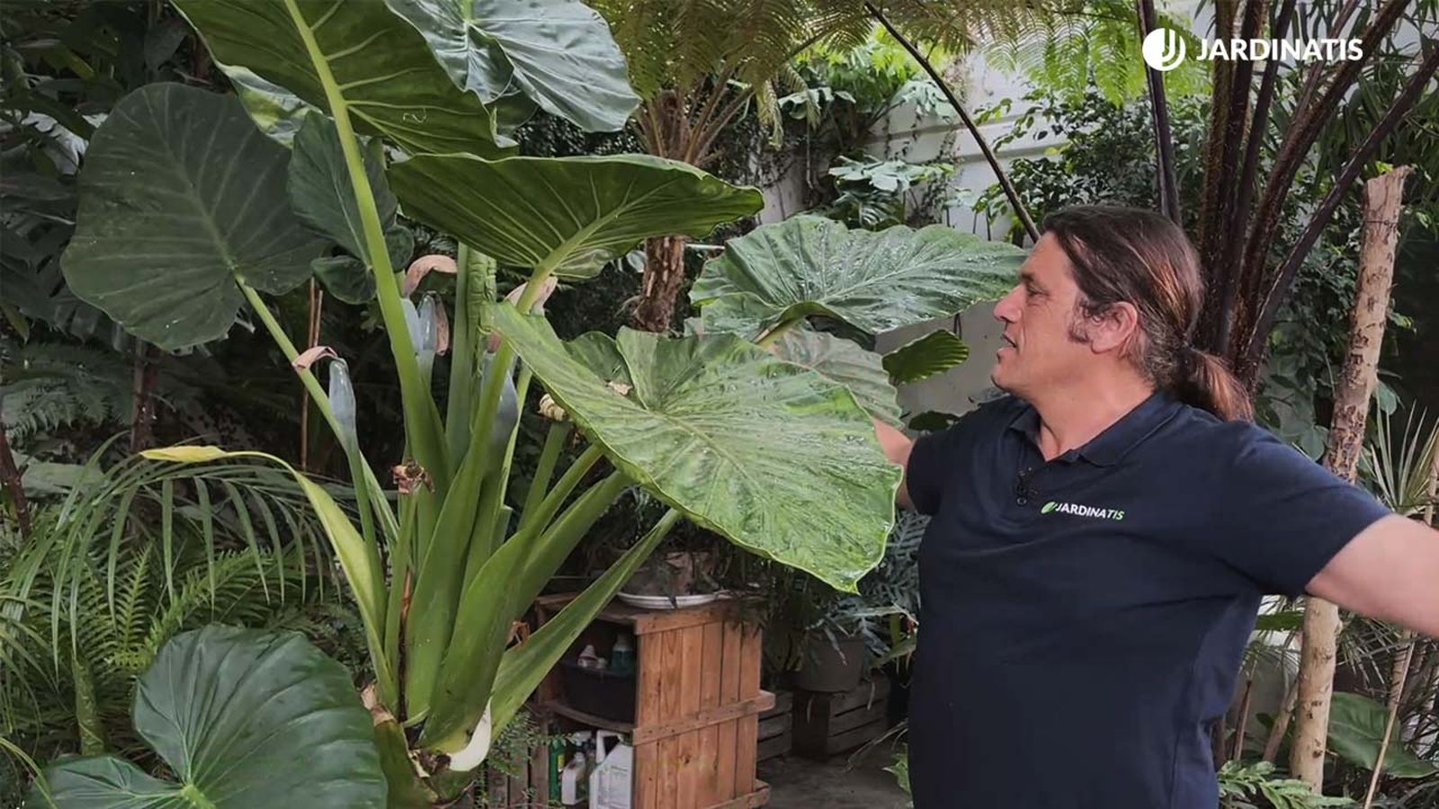 alocasia macrorrhiza marquesa planta interior y exterior hojas grandes xl