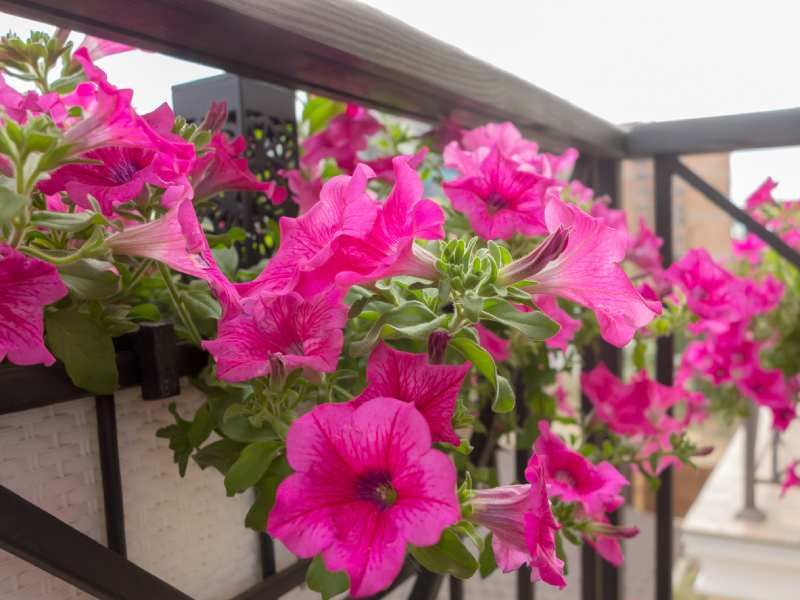 La variada gama cromática de las petunias te permite sacar tu lado creativo