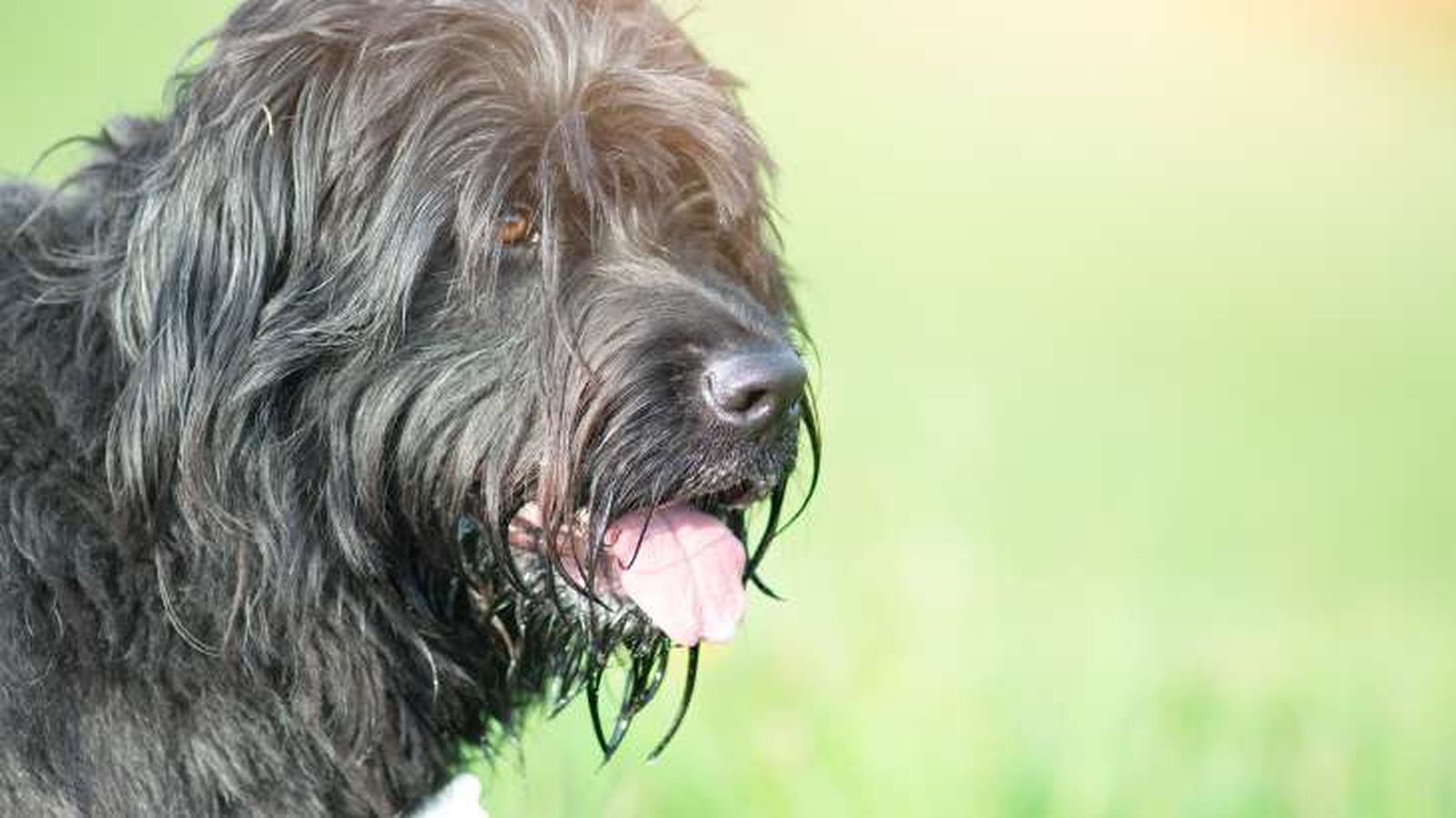 perro pastor de bergamo 3