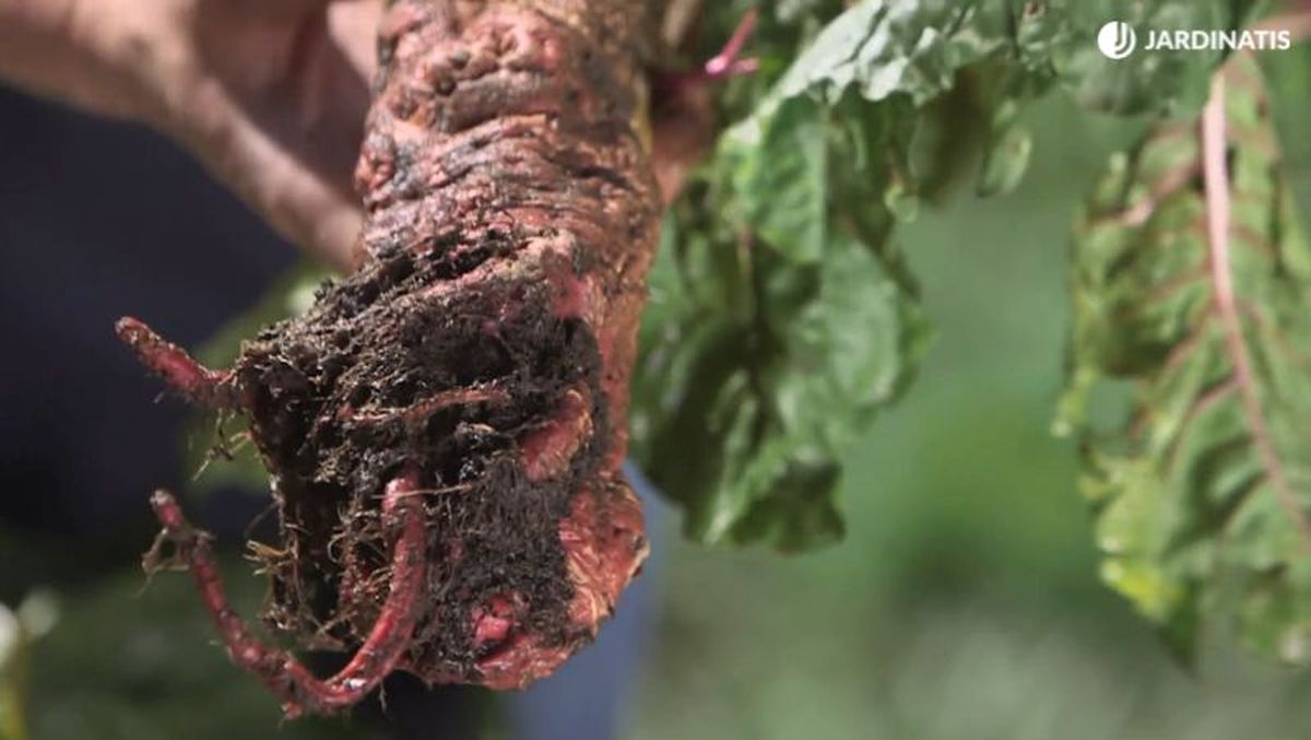 Sistema radicular de las acelgas de colores