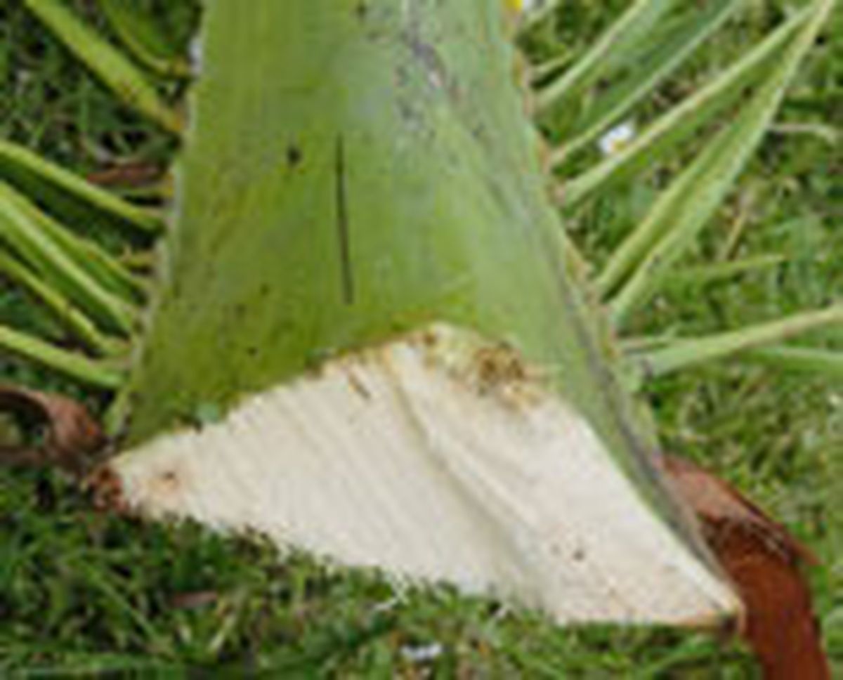 332 pod hoj palm p02