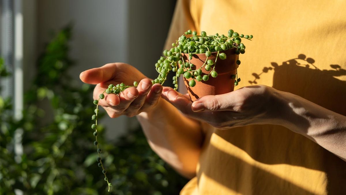 plantas para pisos pequeños