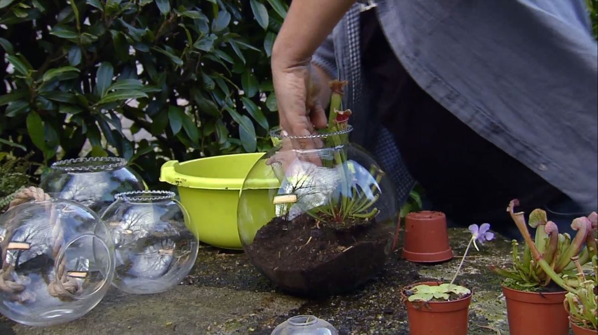 Plantar plantas carnívoras en peceras paso 2