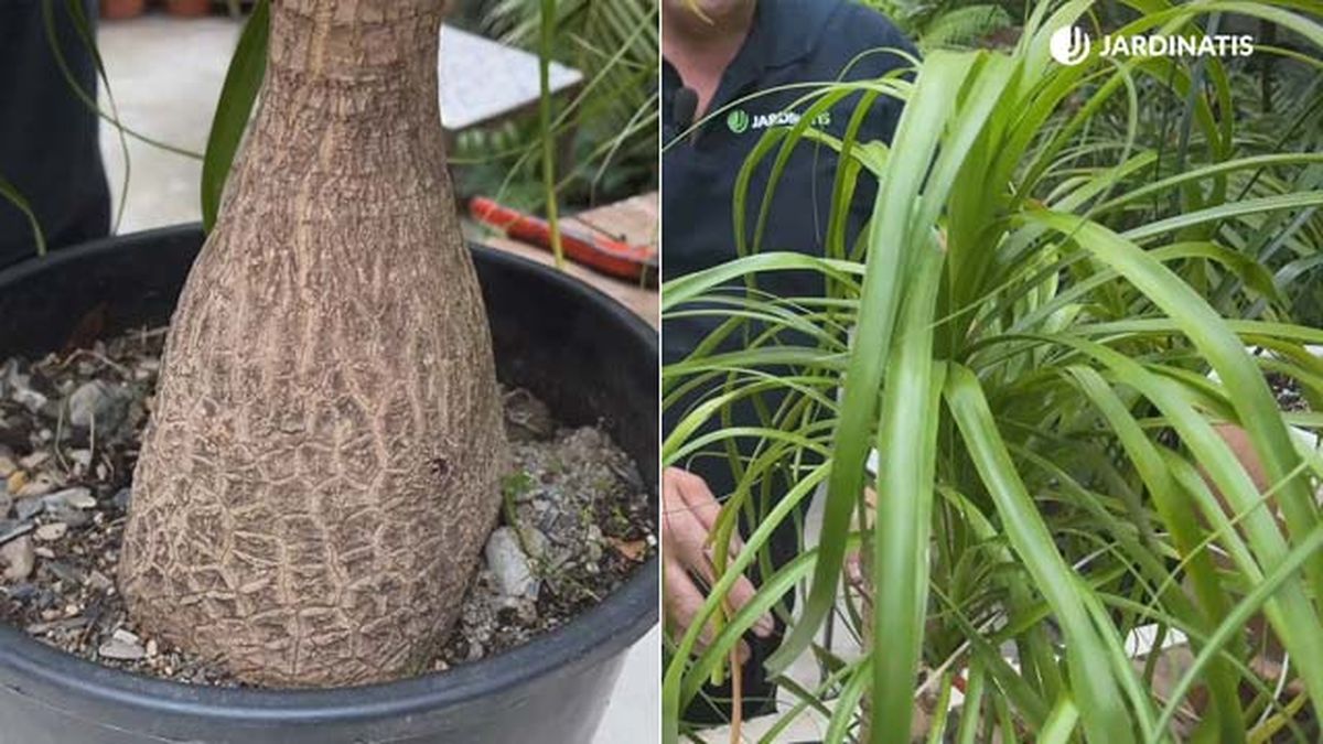 como diferenciar la nolina y la Beaucarnea pata de elefante jardinatis 19