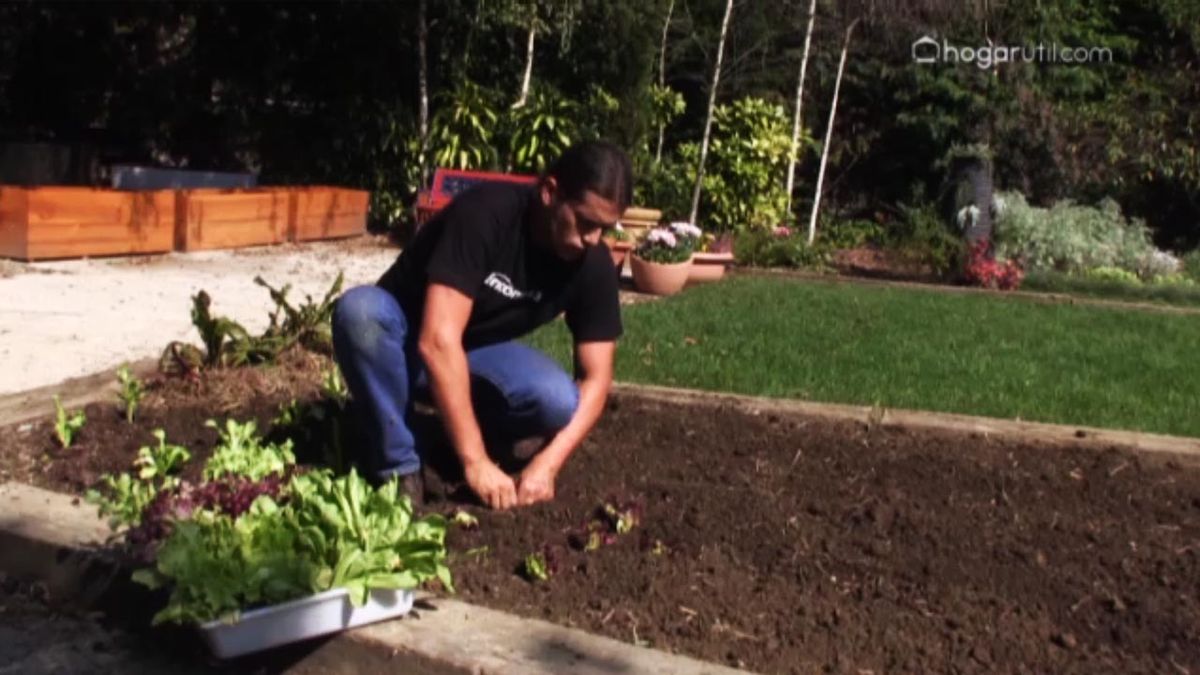 665 huerta otono plantar lechugas