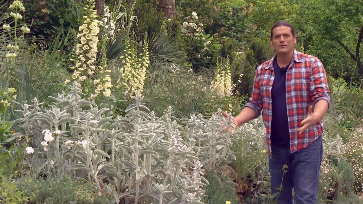 deco 697 jardineria plantas silvestres jardin cuidado anual