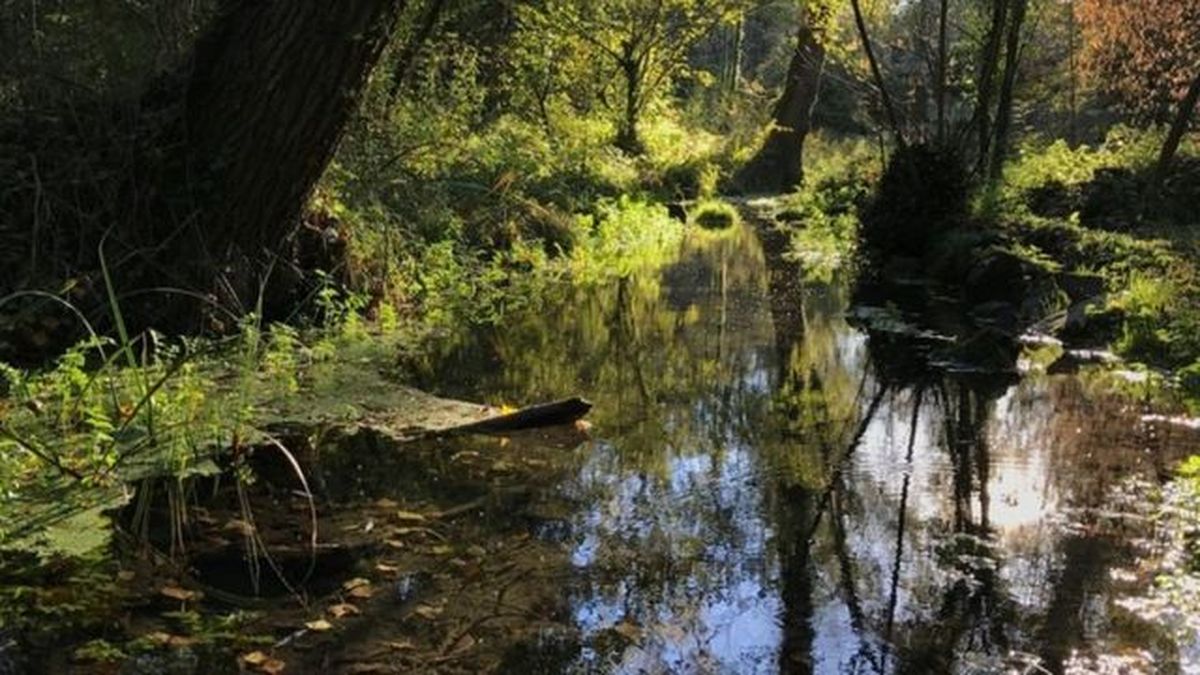 humedales de la moixina cat