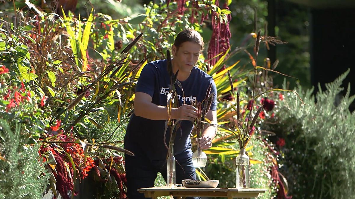 brico 964 3 mijo maiz morado mijo decorativo