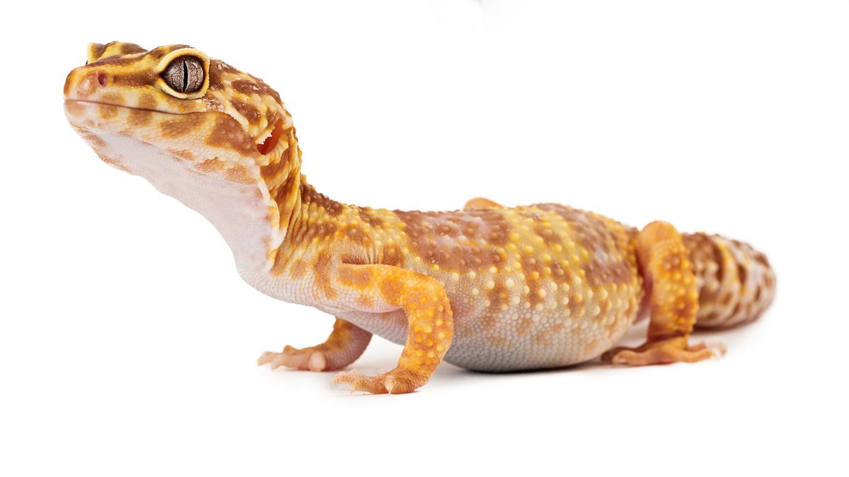 animales exoticos serpiente salamanquesa