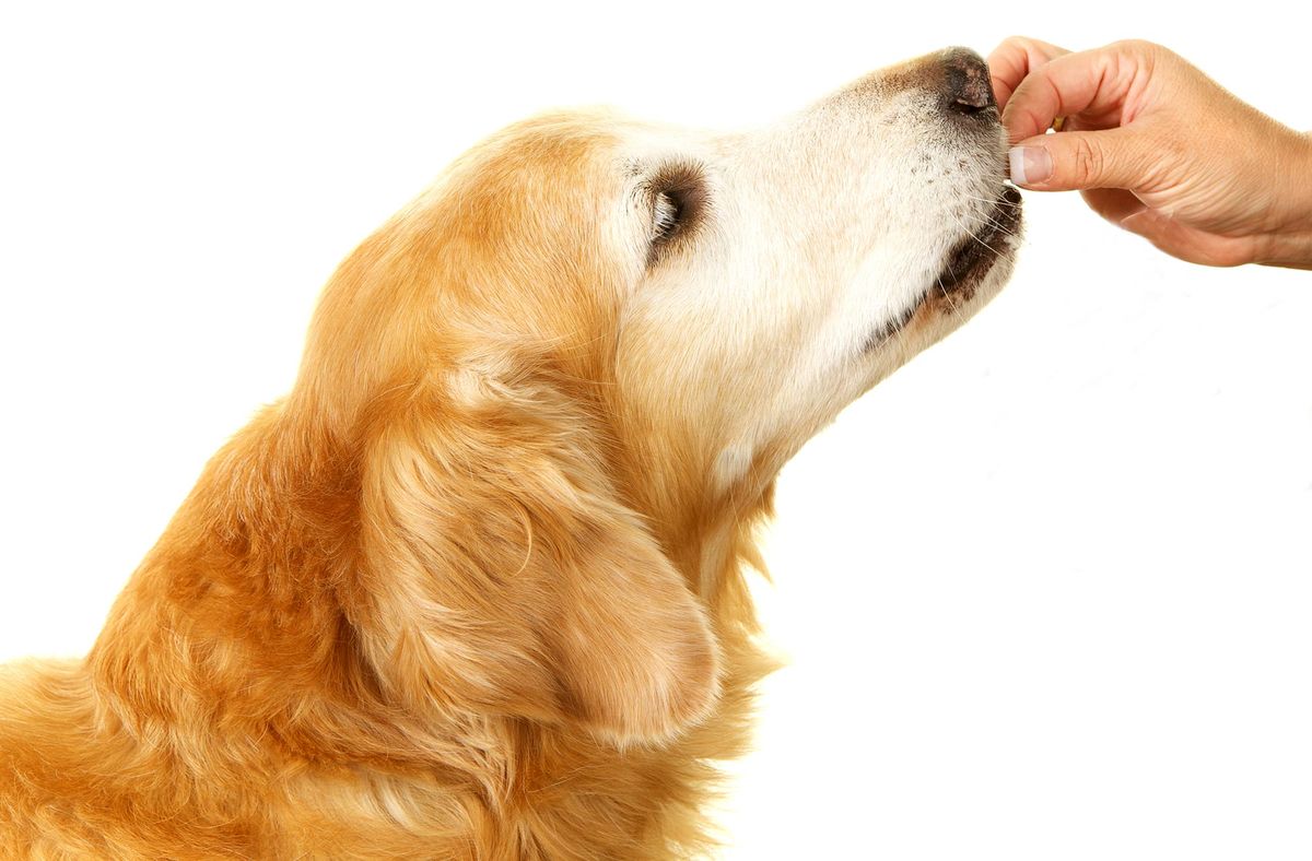 mascotas perros desparasitacion interna+