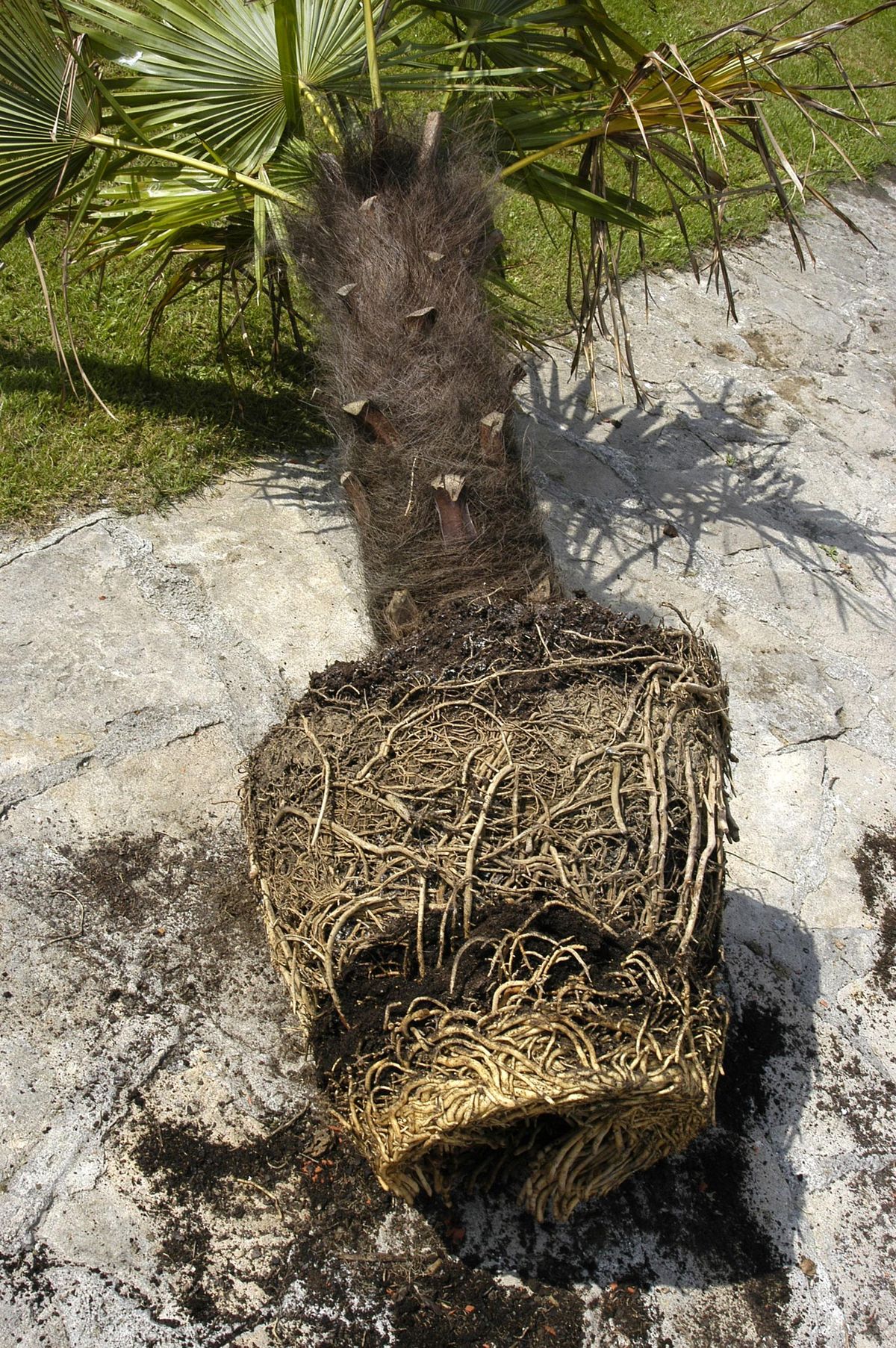 Trasplante de palmera en maceta paso 1